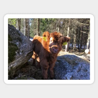 Scottish Highland Cattle Calf 1734 Sticker